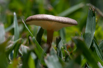 mushroom in the grass