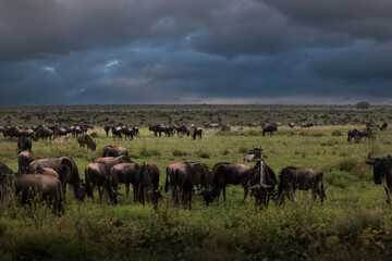 Naklejka na ściany i meble A herd of wild wildebeest, gnus, grazing in the savannah in the Serengeti National Park in rainseason, Tanzania, Africa 