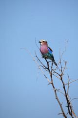 Gabelracke / Lilac-breasted roller / Coracias caudata