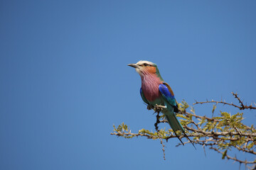 Gabelracke / Lilac-breasted roller / Coracias caudata