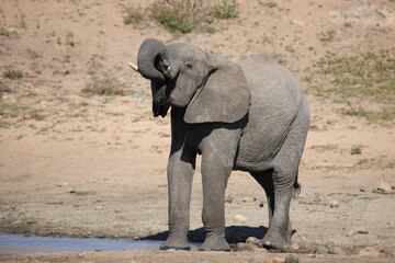 Fototapeta premium Afrikanischer Elefant / African elephant / Loxodonta africana