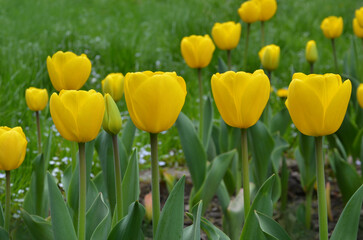  A group of yellow tulips ‘Big Smile’ blooms in a flowerbed in spring garden .Gardening...