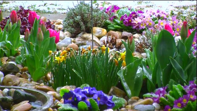 Nasser Fr&uuml;hlingsschnee f&auml;llt auf die bl&uuml;henden Blumen im Garten (Horiz. Kameraschwenk)