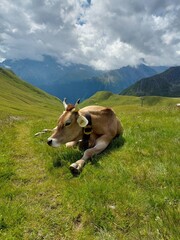 Beautiful cow on the green Alps grass. © Ryhu82