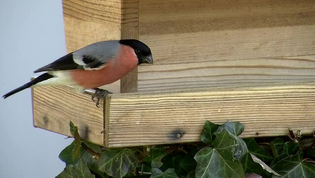 Ein prachtvolles Gimpel (Dompfaff) M&auml;nnchen genie&szlig;t Sonnenblumenkerne am Vogelhaus und l&auml;sst sich dabei von einer Kohlmeise nicht st&ouml;ren (Originalton)