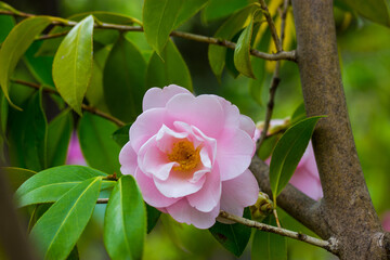 A pink camellia flower bud blooms on an evergreen shrub in spring garden. One flower on a twig brunch among fresh green leaves Camellia sinensis, used to make tea. Floral postcard. Floriculture.