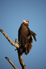 Wollkopfgeier / White-headed vulture / Trigonoceps occipitalis