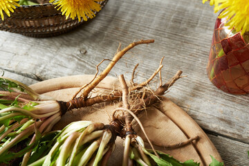 Close up of fresh dandelion root