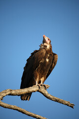 Wollkopfgeier / White-headed vulture / Trigonoceps occipitalis