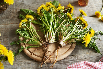 Fresh dandelion flowers with roots, indoors