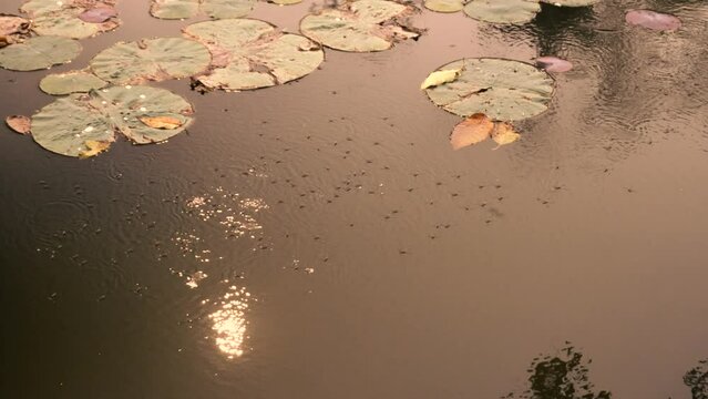 Gerridae, insects commonly known as water striders, water skeeters, water scooters, water bugs, pond skaters, water skippers, or water skimmers walking on water surface. Sun reflection on water.