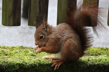 Eichhörnchen - unter einem Zaun sitzend
