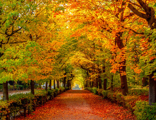 Autumn foliage in Schonbrunn park, Vienna, Austria