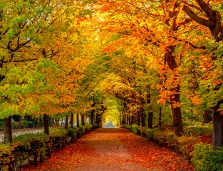 Fotobehang Autumn foliage in Schonbrunn park, Vienna, Austria © Mistervlad