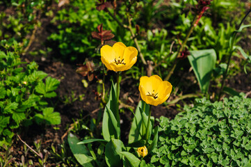 Beautiful yellow tulip flowers bloom in the garden. Close-up photography, nature, flowering.