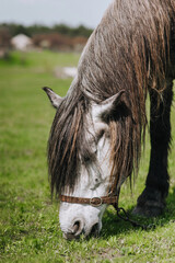 A beautiful large white, gray thoroughbred horse with a long mane grazes, eats green grass in a...