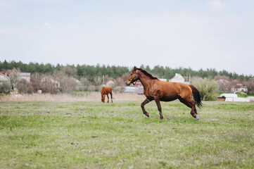 A beautiful young fast brown horse runs in a meadow with green grass in a pasture. Photo of an...