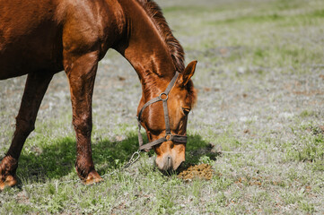 A beautiful young brown horse grazes, eats grass in a meadow, pasture. Photo of an animal, close-up...