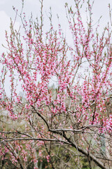Blooming tree with pink flowers, petals in the garden. Photo close-up, nature, flowering in spring.