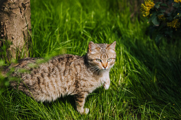 A small gray cat hunts, standing in nature in green grass. Animal photography, portrait.