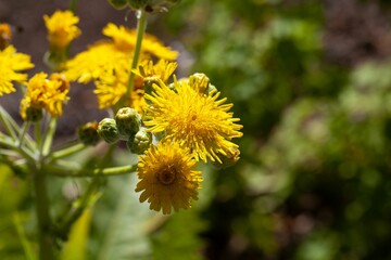 Flowers of the dandelion species Sonchus acaulis