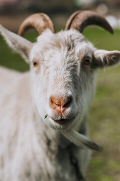 Photography, close-up portrait of the head of a white curly bearded goat with horns in a pasture, meadow. Animal in nature, pet.