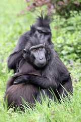 The Celebes crested macaques (Macaca nigra), also known as the crested black macaques, Sulawesi crested macaque, or the black ape
