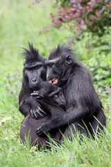 The Celebes crested macaques (Macaca nigra), also known as the crested black macaques, Sulawesi crested macaque, or the black ape