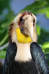 Male wreathed hornbill (Rhyticeros undulatus)