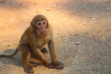 macaque sitting on the ground