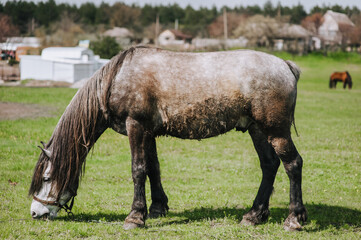 A beautiful gray thoroughbred horse with a long mane grazes, eats green grass in a meadow, pasture in the countryside, on a farm. Photography, animal nature portrait, wildlife.