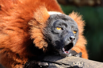 red ruffed lemur (Varecia rubra) portrait