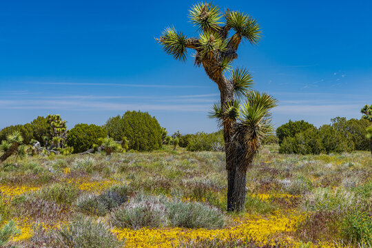 California-Fairmont-Joshua trees