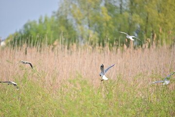Obraz na płótnie Canvas Gull (Laridae family) in delta area in spring time