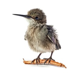 Baby Hummingbird isolated on white (generative AI)