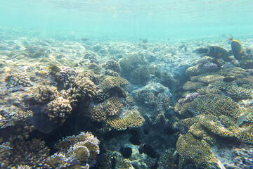 Naklejka na ściany i meble View of Sharm El Sheik coral reef