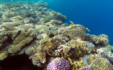 Naklejka na ściany i meble View of Sharm El Sheik coral reef
