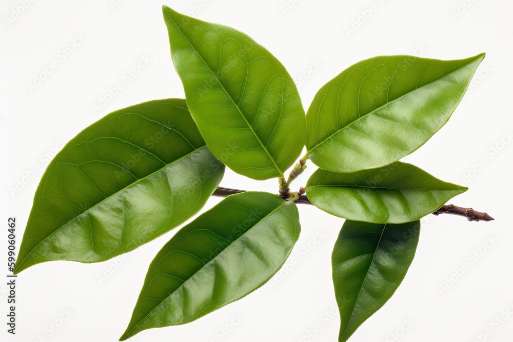 Poster fresh red raspberry with green leaves isolated on a white background generative ai
