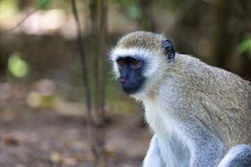 Vervet monkey gazing into the distance in hotel's garden in Kenya