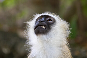 Obraz premium Vervet Monkey Baring Teeth