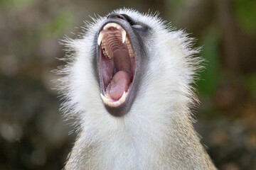 Vervet Monkey Baring Teeth