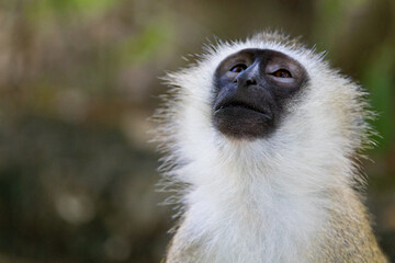 Portrait of a Vervet Monkey in Kenya