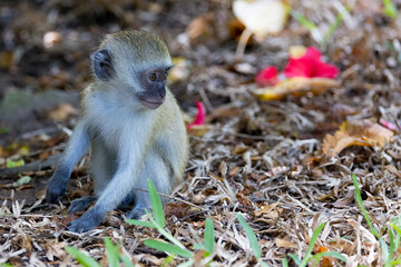 Young Vervet Monkey at Rest in Kenya