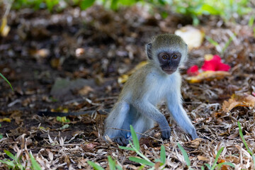 Young Vervet Monkey at Rest in Kenya