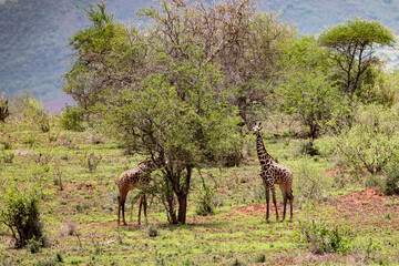 Graceful Giant: Giraffe Standing Tall on the Kenyan Tsavo East Savannah