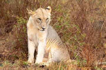 Fototapeta na wymiar Majestic Lion on the Savannah