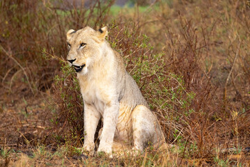 Majestic Lion on the Savannah