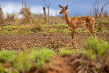Majestic Impala Grazing on the Kenyan Tsavo East Savannah
