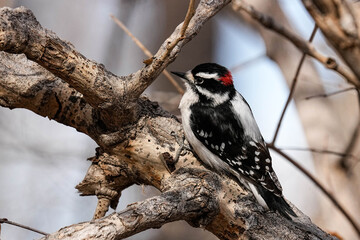 Hairy Woodpecker - Colorado