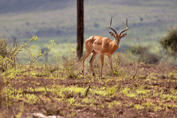 Majestic Impala Grazing on the Kenyan Tsavo East Savannah
